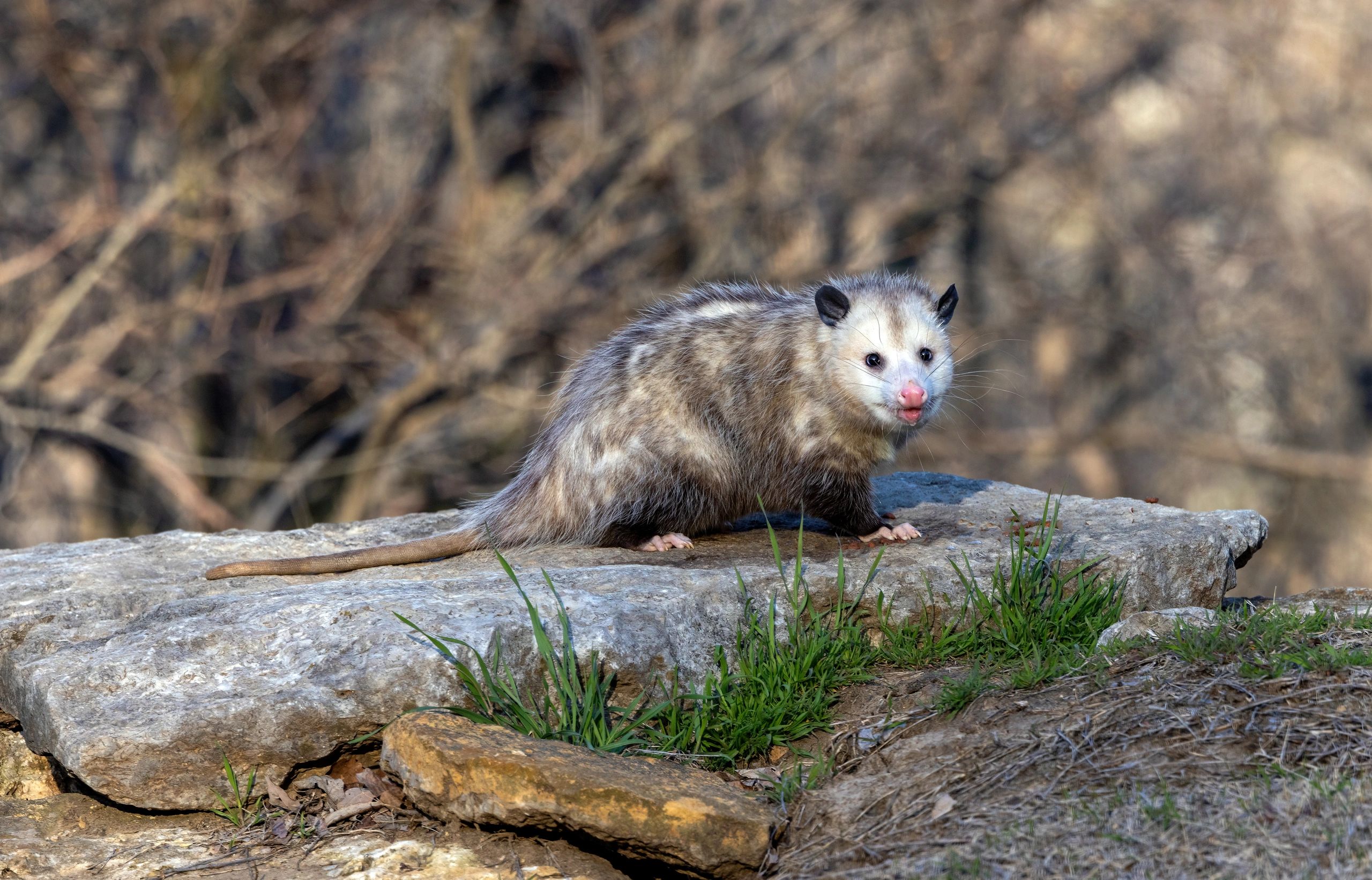 Virginia opossum looking toward the camera