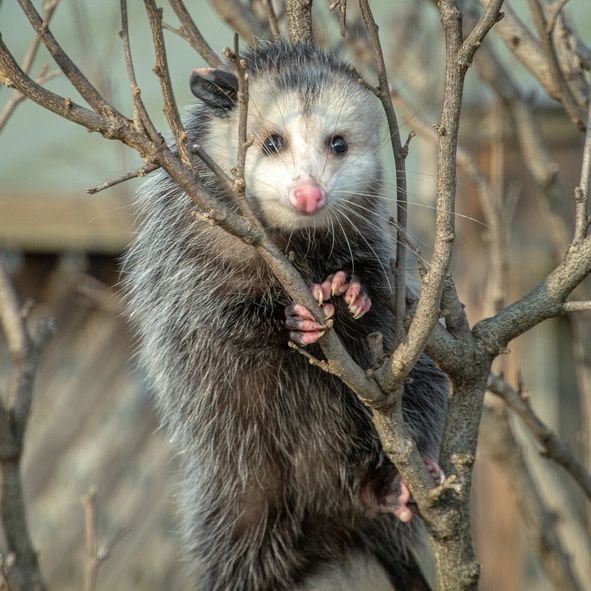 North American Virginia opossum clinging to tree branches