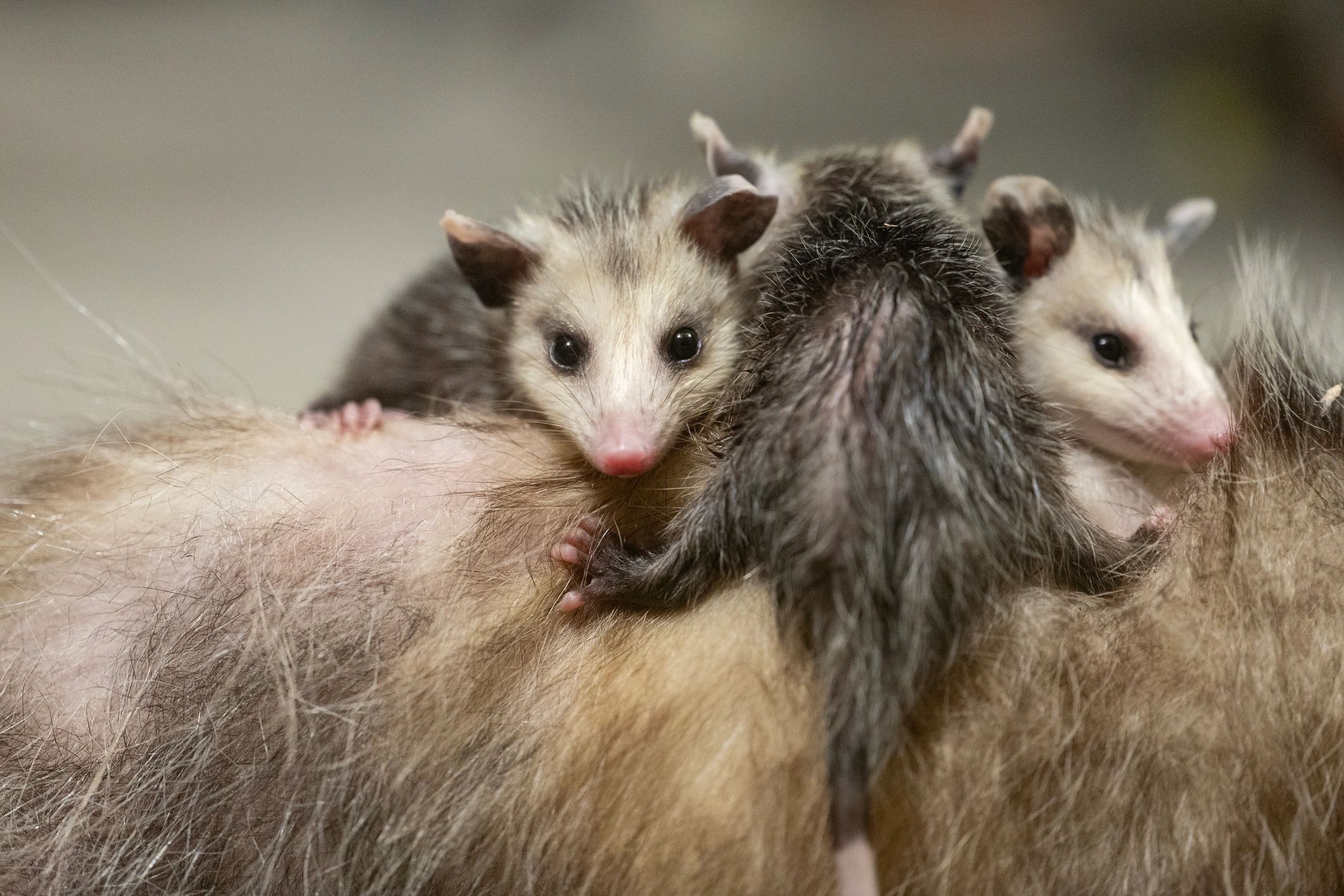 Baby opossums riding on their mother's back