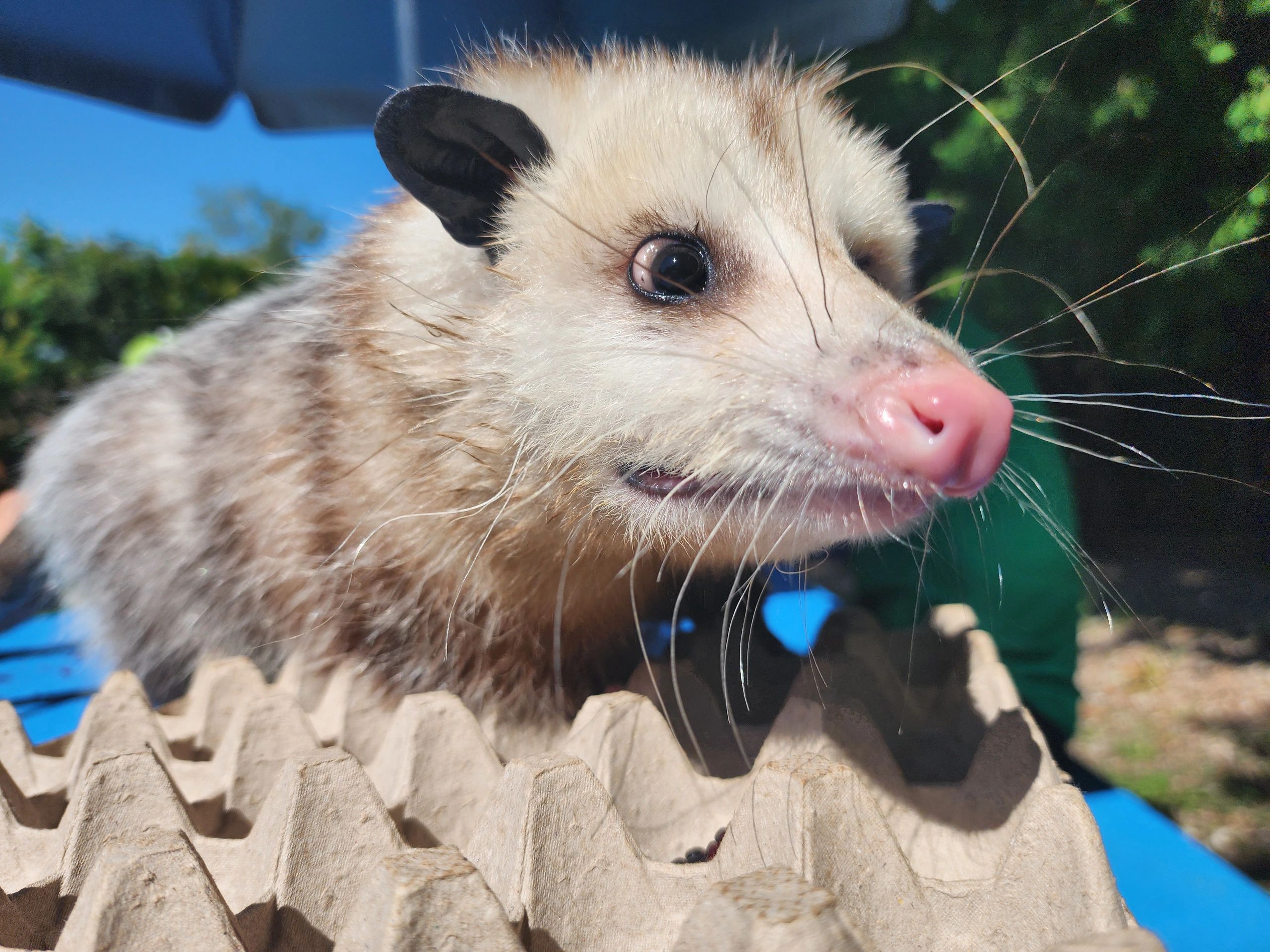 Portrait of an opossum in a wildlife setting