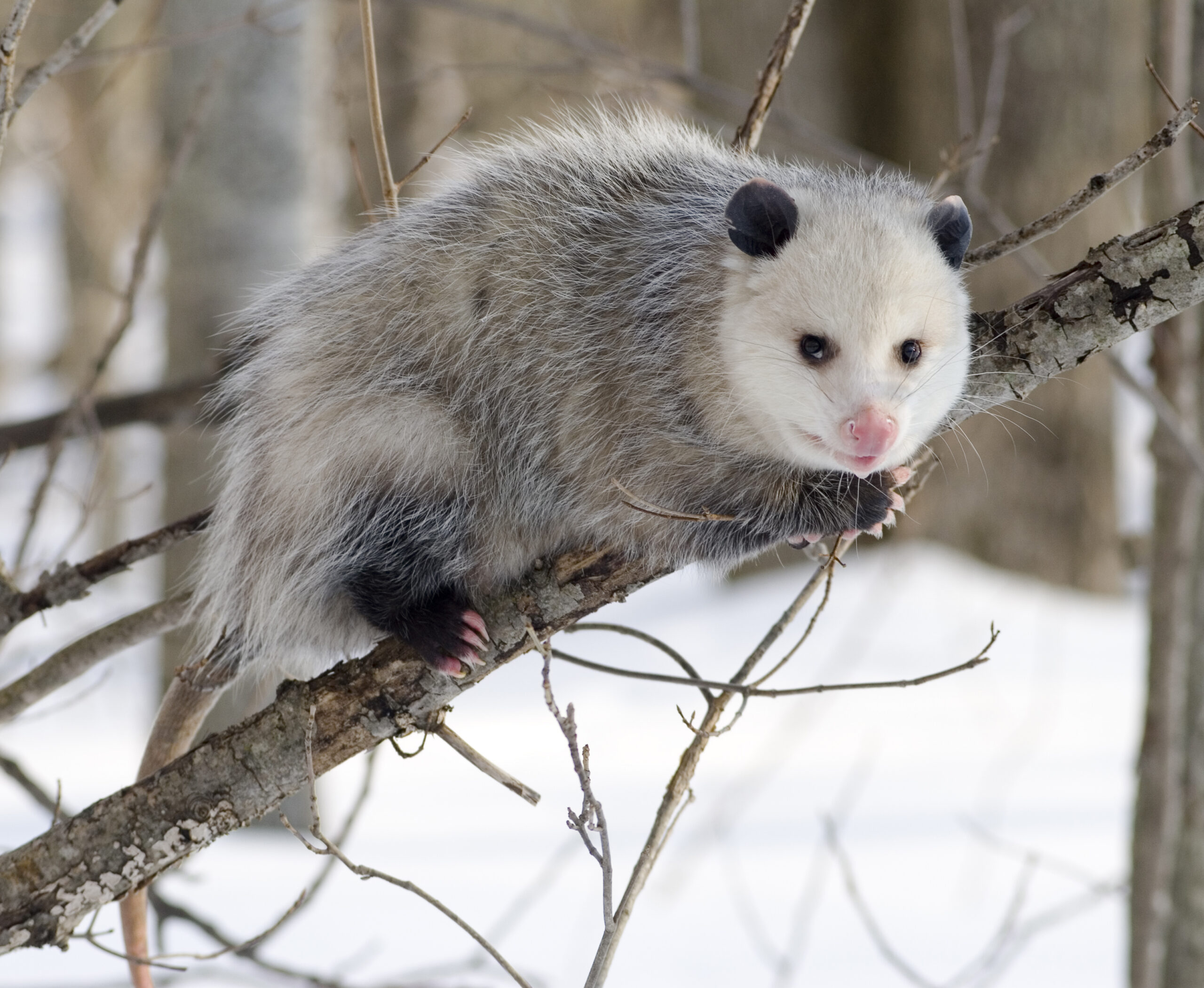 Virginia opossum looking toward the camera outdoors